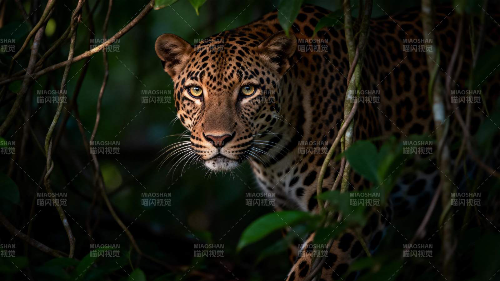 丛林中的豹子图片