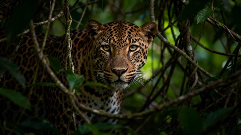 丛林中的豹子图片