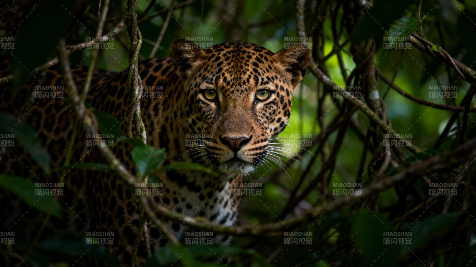 丛林中的豹子图片