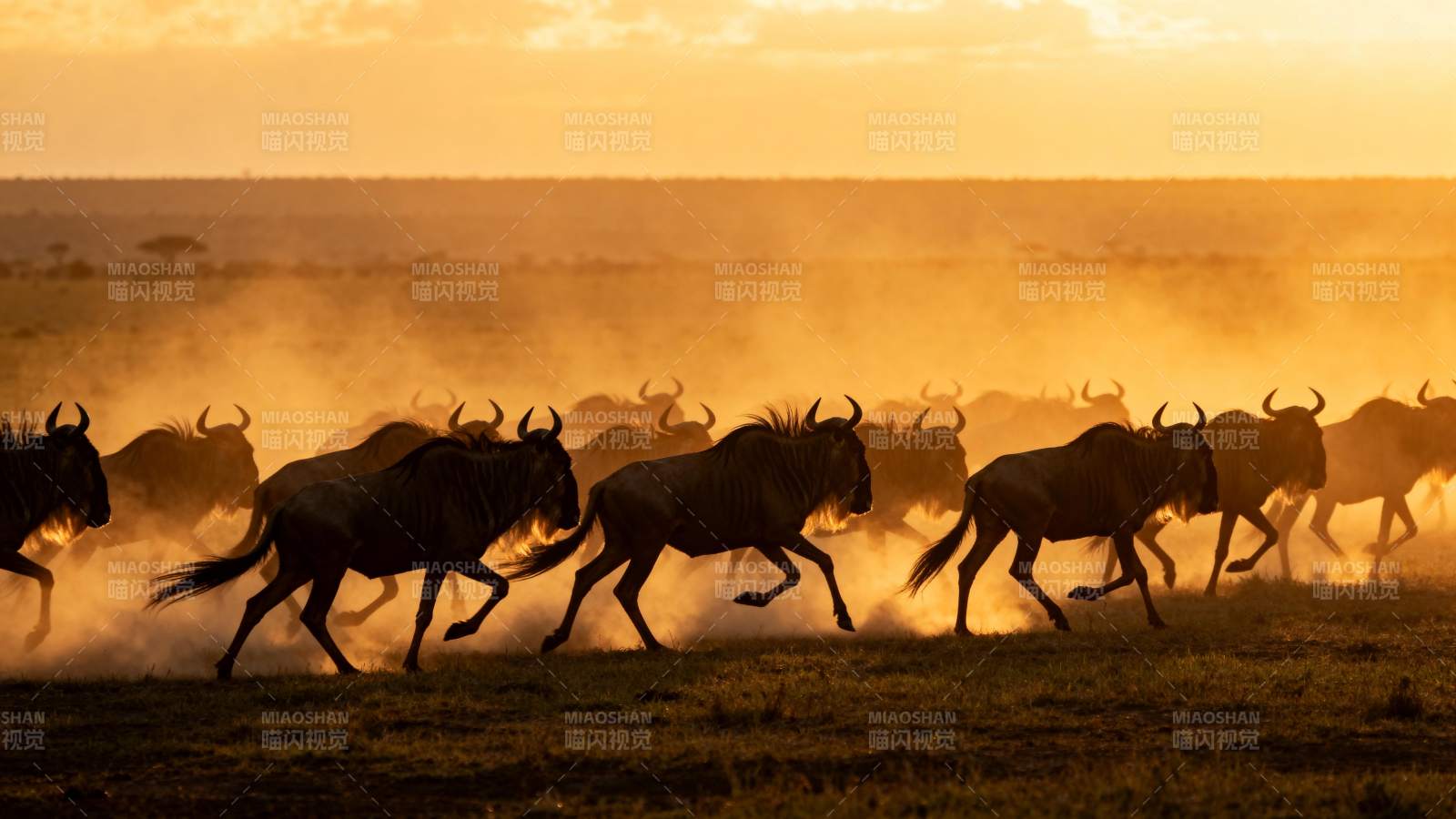 角马奔腾草原图片