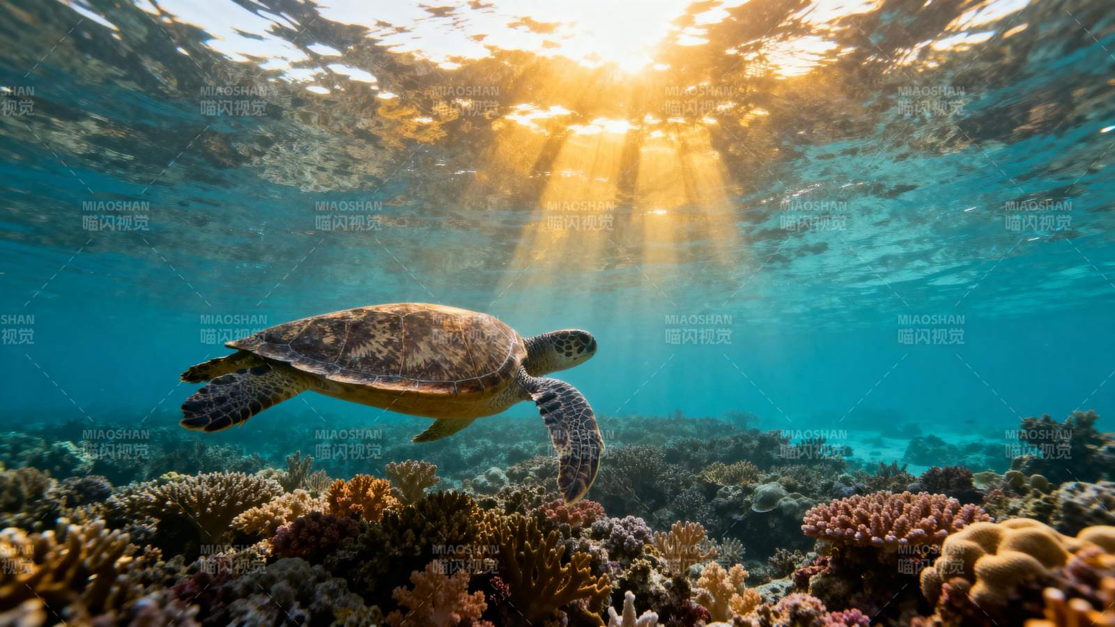 海龟游弋珊瑚礁图片