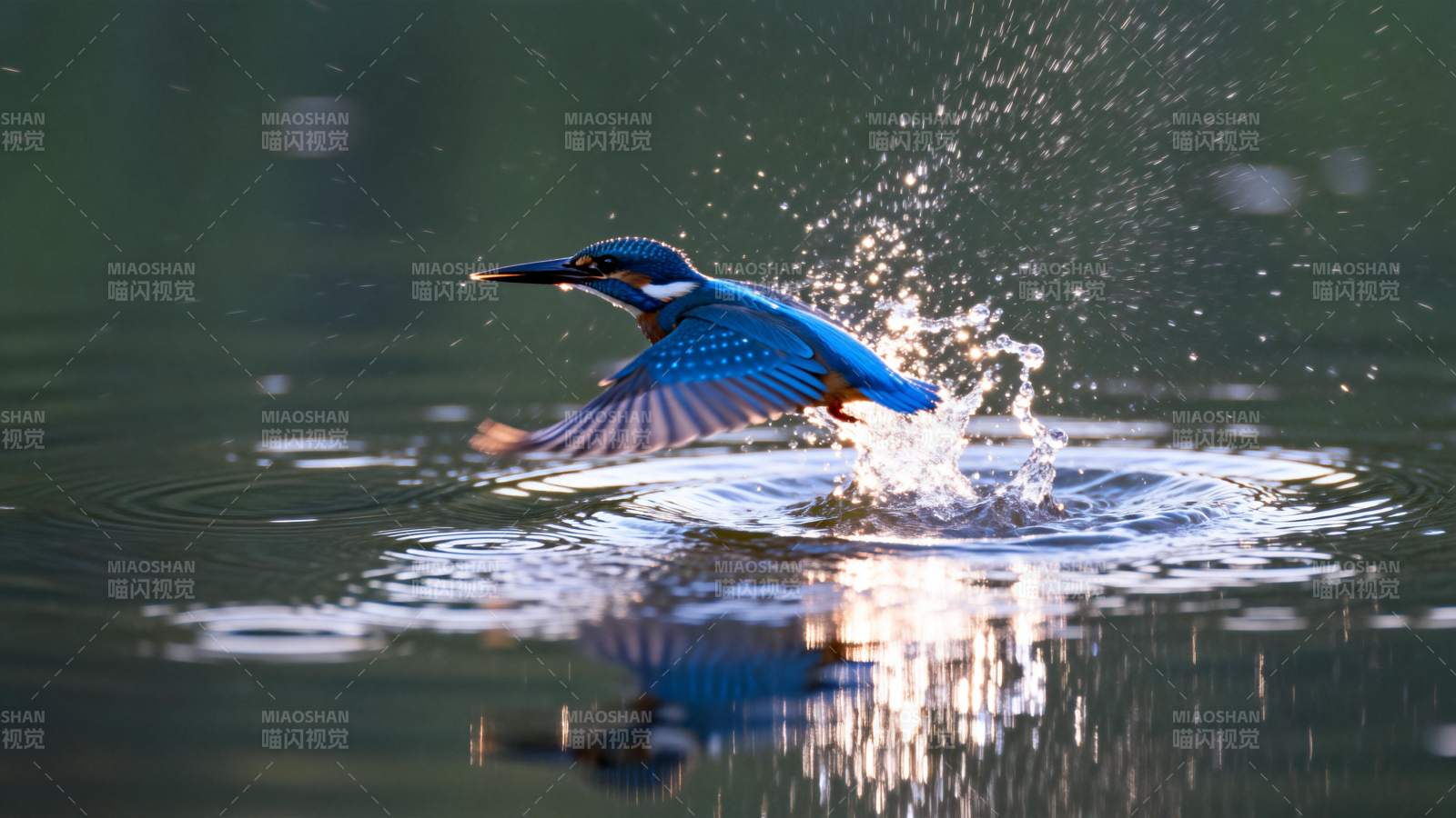 翠鸟掠水捕食瞬间图片