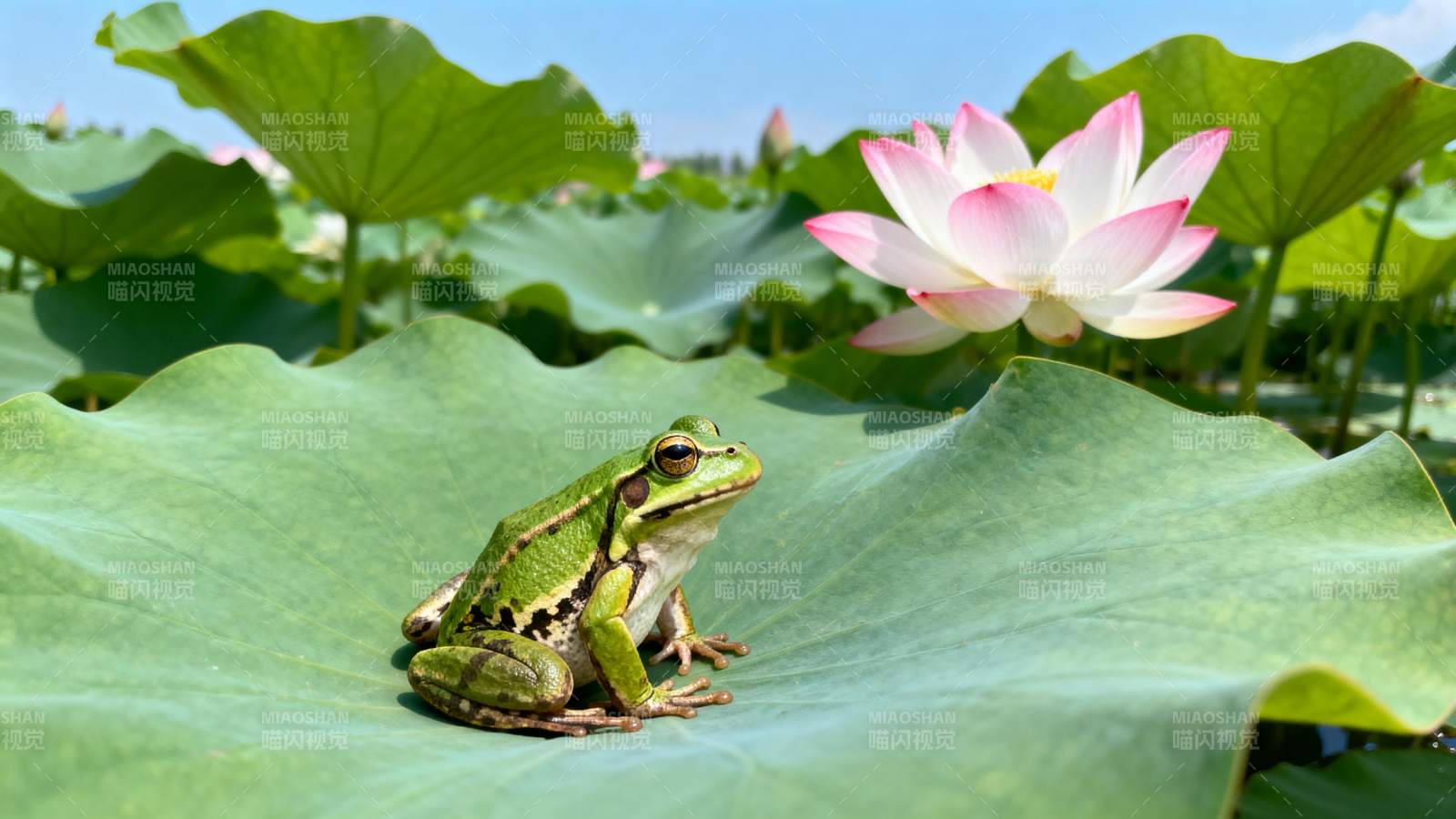青蛙栖莲叶图片