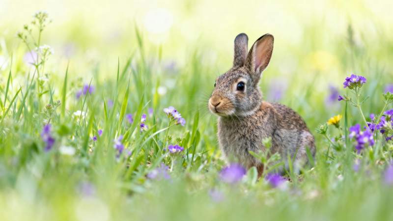 草丛中的小兔子图片
