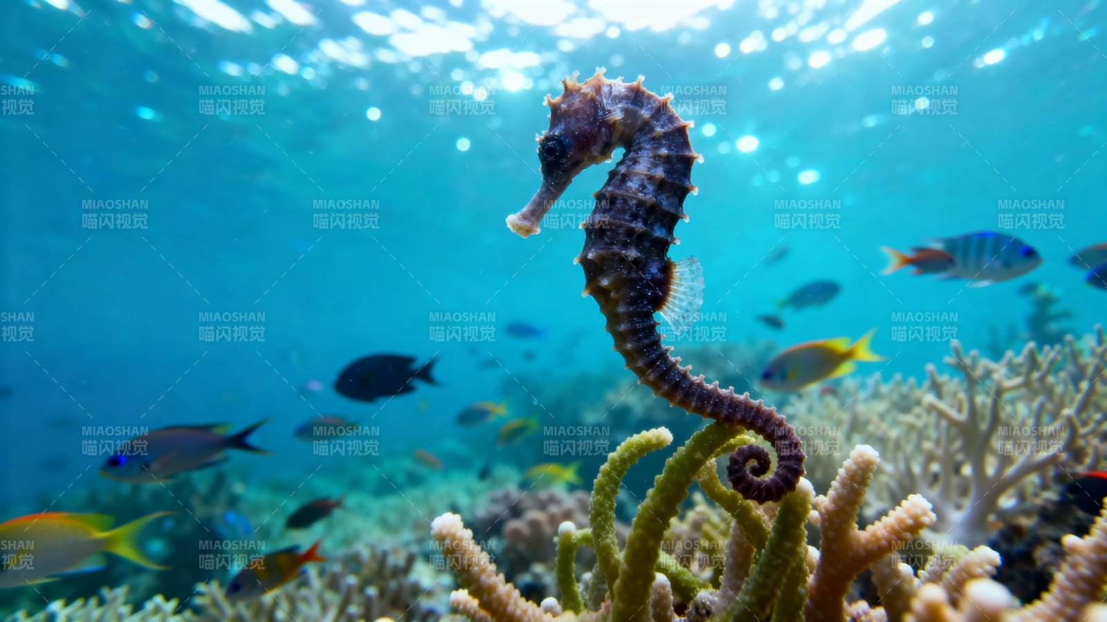 海马在珊瑚礁中游弋图片