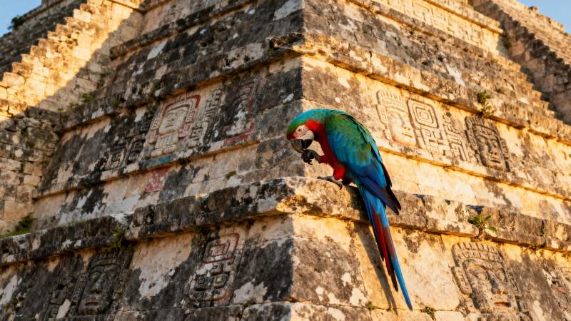 鹦鹉栖息古迹墙图片