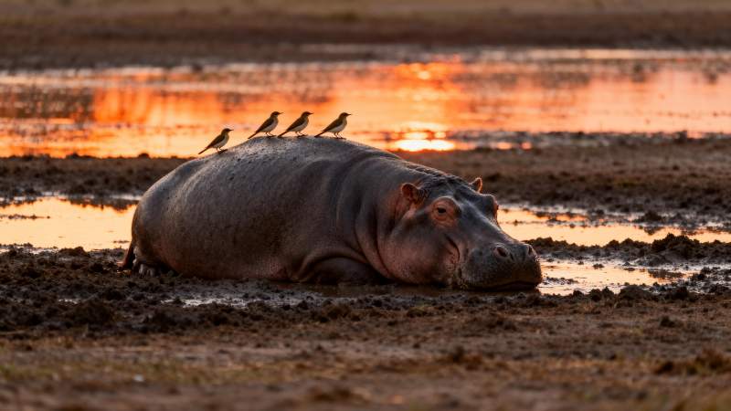 河马静卧日落时图片