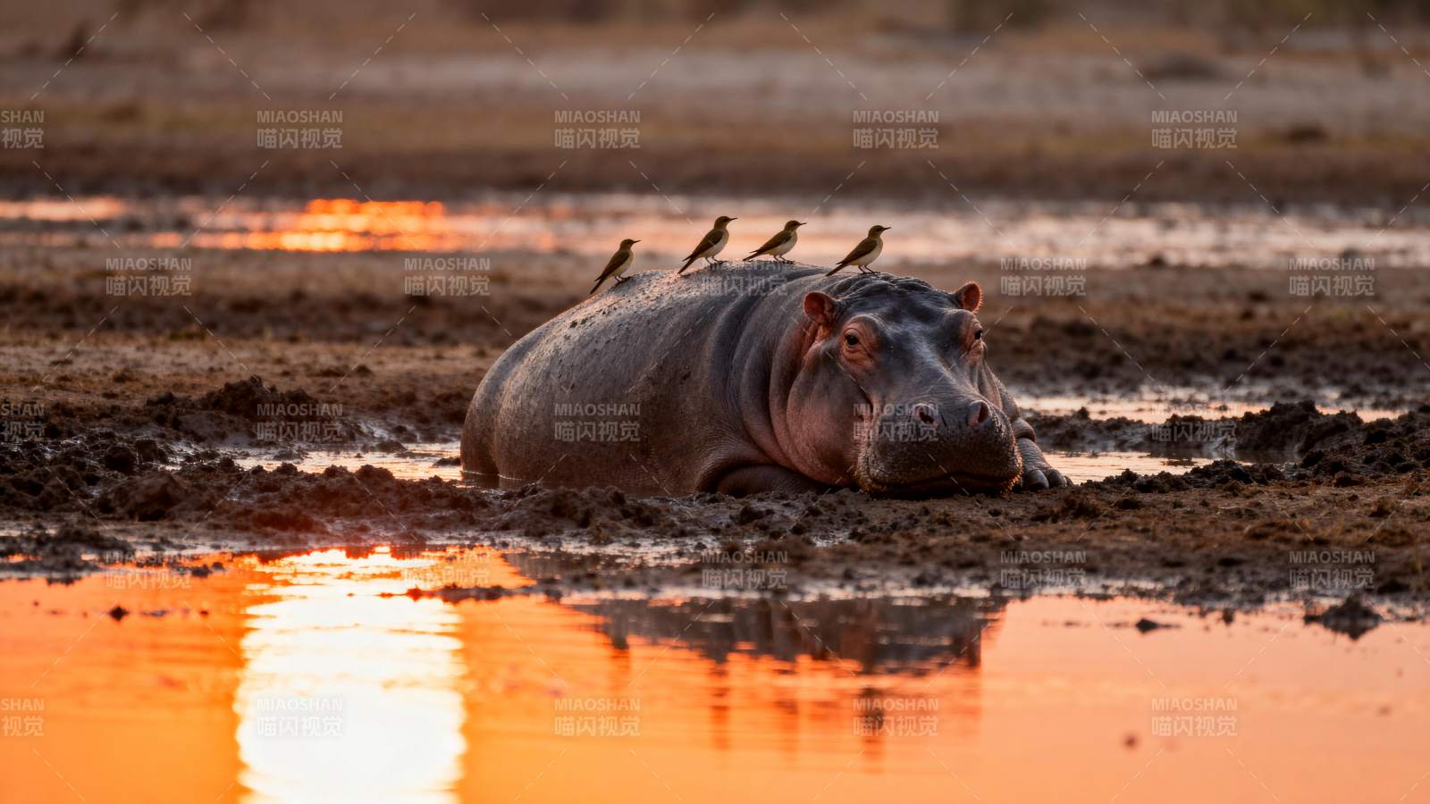 河马静卧夕阳中图片