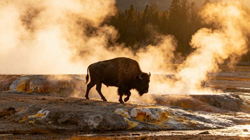 蒸汽中的野牛图片
