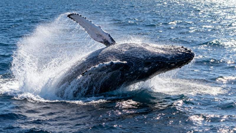 鲸跃碧海图片