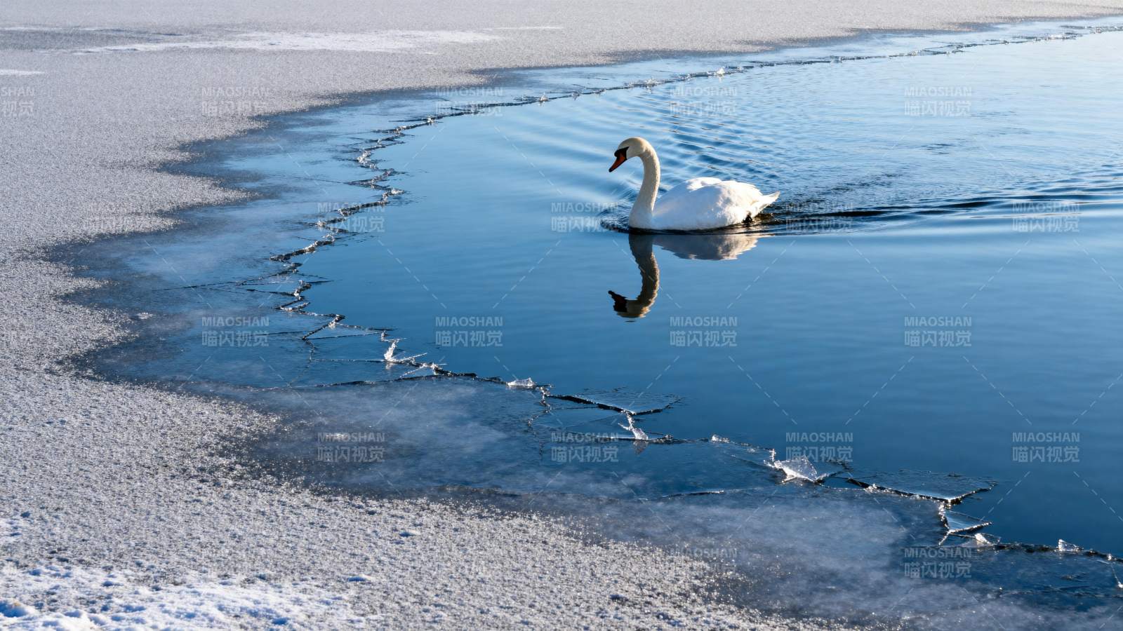 冰湖孤雁图片