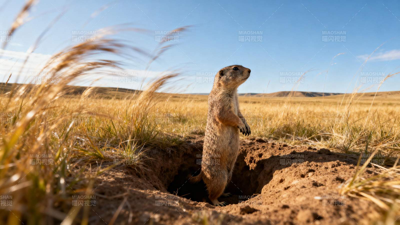 草原上的土拨鼠图片