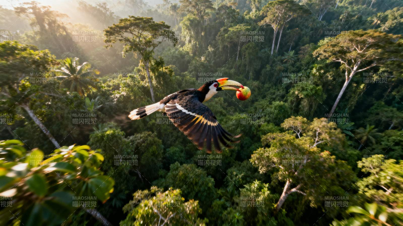 巨嘴鸟翱翔雨林图片