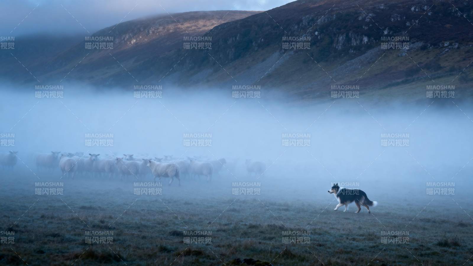 雾中牧羊犬图片
