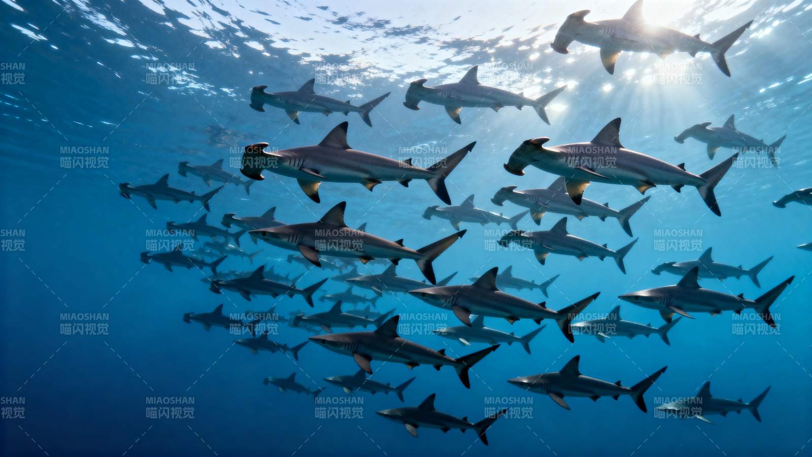 鲨鱼群游深海图片