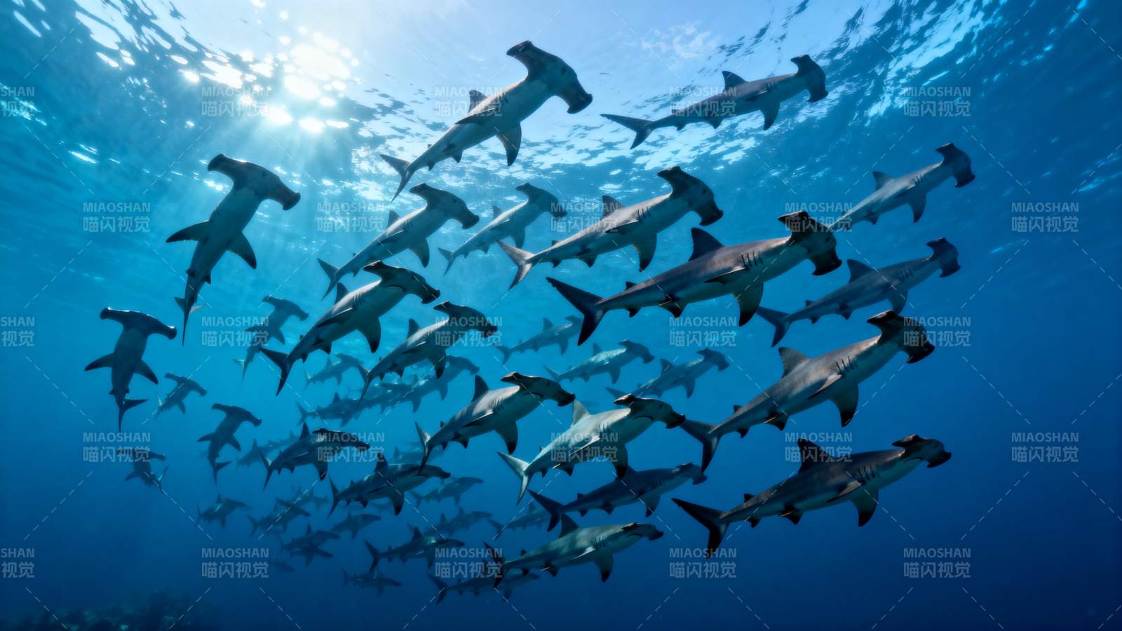 锤头鲨群游弋深海图片
