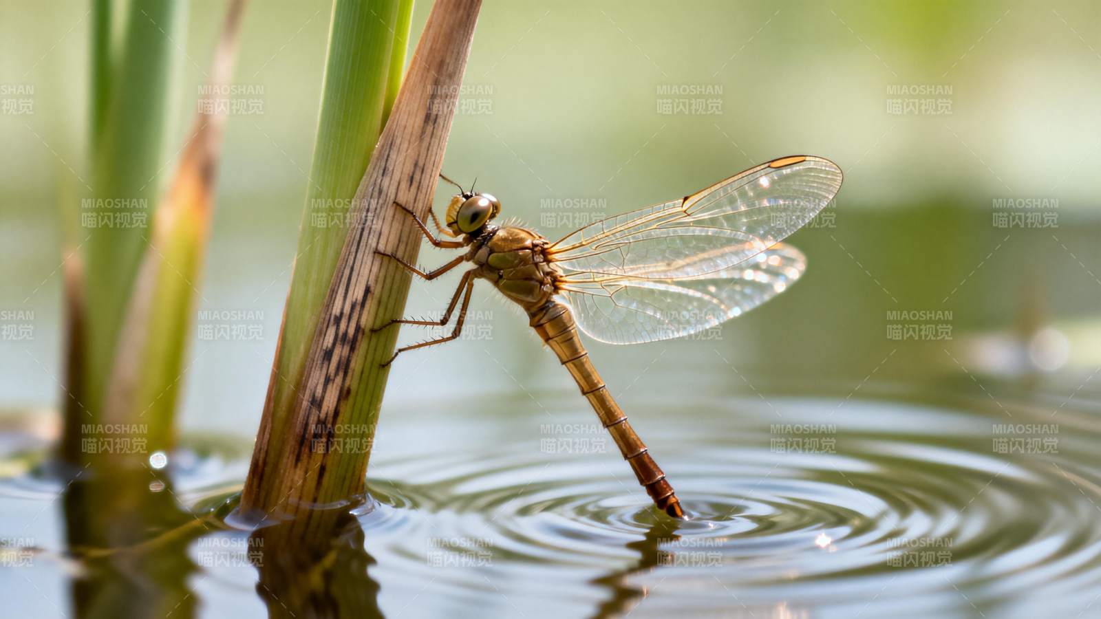 蜻蜓点水图片