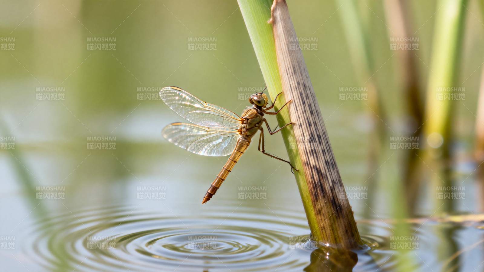 蜻蜓点水图片