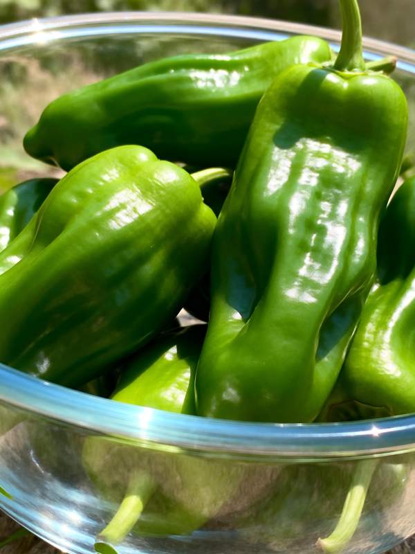 新鲜青椒盛碗中图片