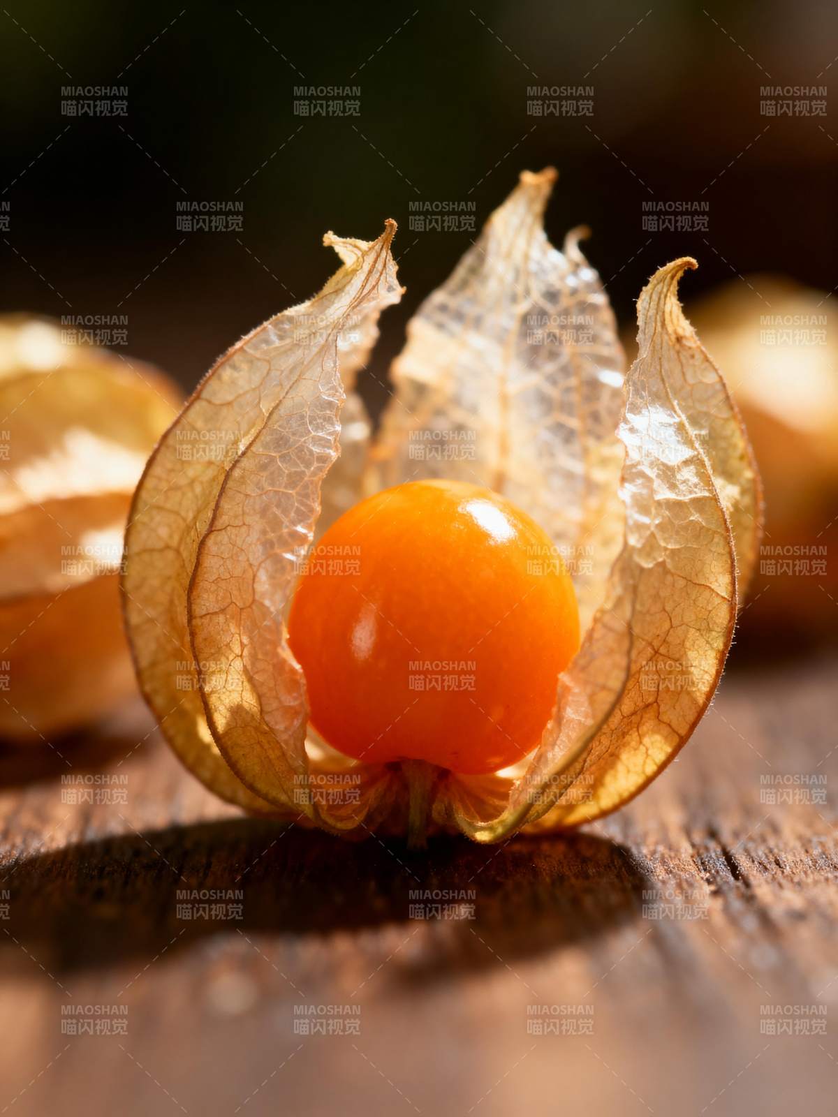 金桔果实特写图片