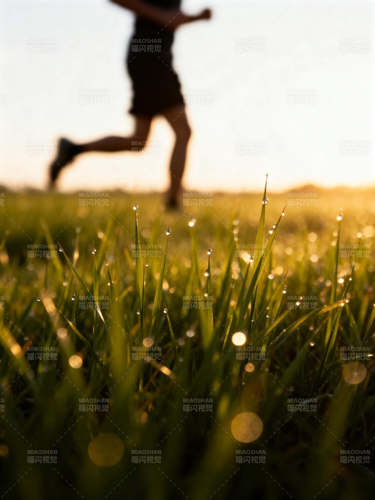 晨跑露珠草图片