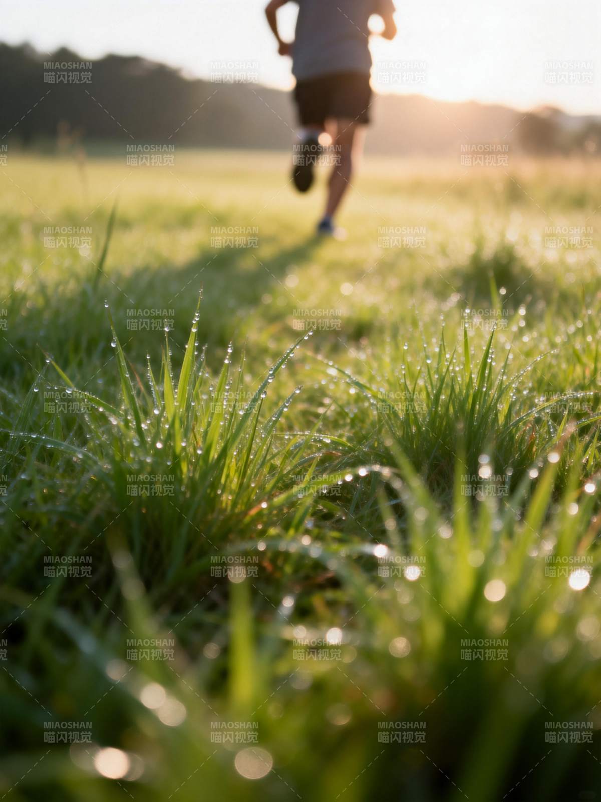晨跑露珠草图片