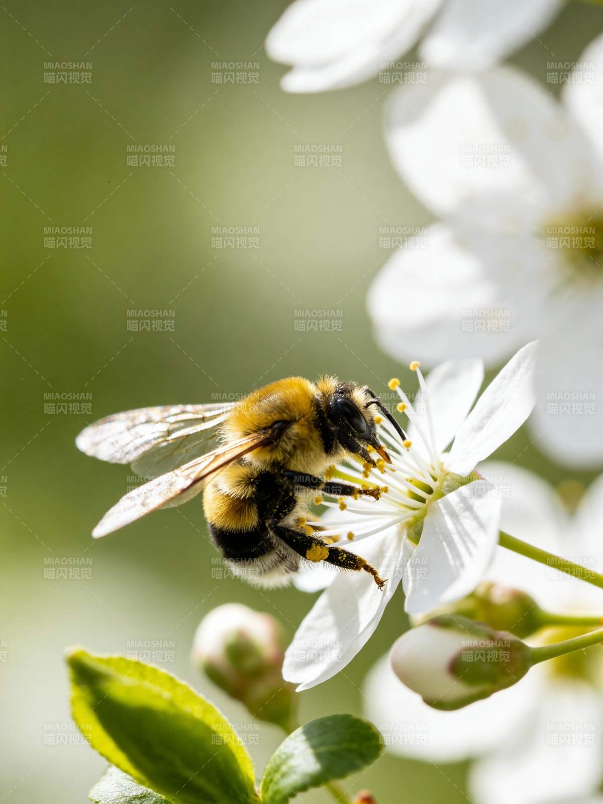 蜜蜂采蜜花丛中图片