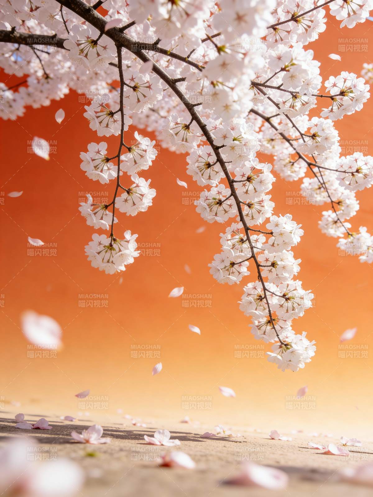 樱花纷飞春意浓图片