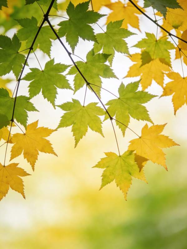 秋叶渐黄 光影斑驳图片