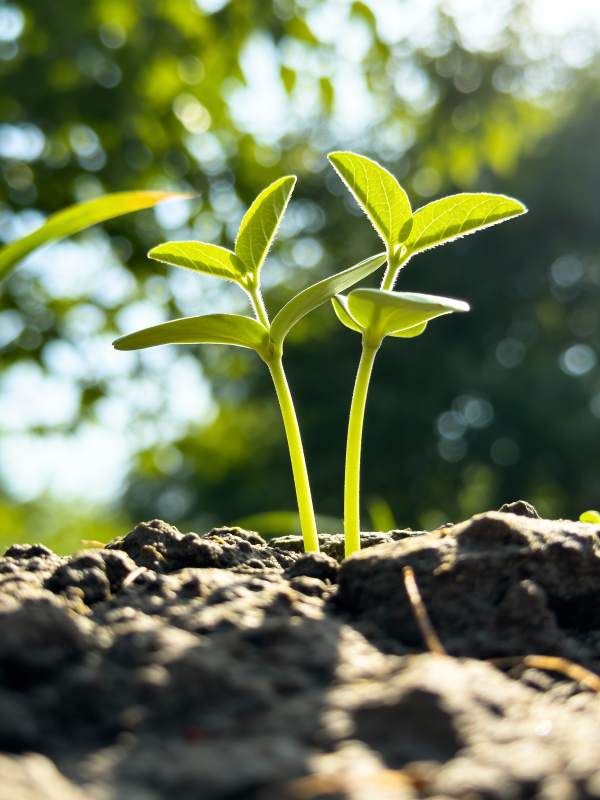 嫩芽破土而出图片