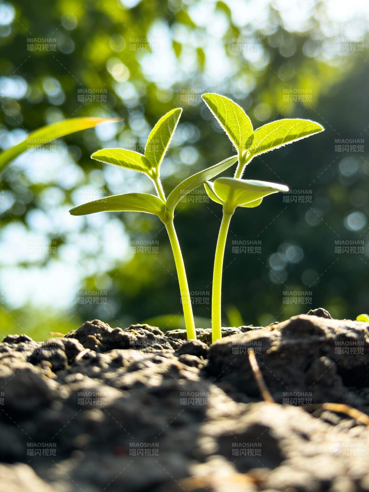 嫩芽破土而出图片
