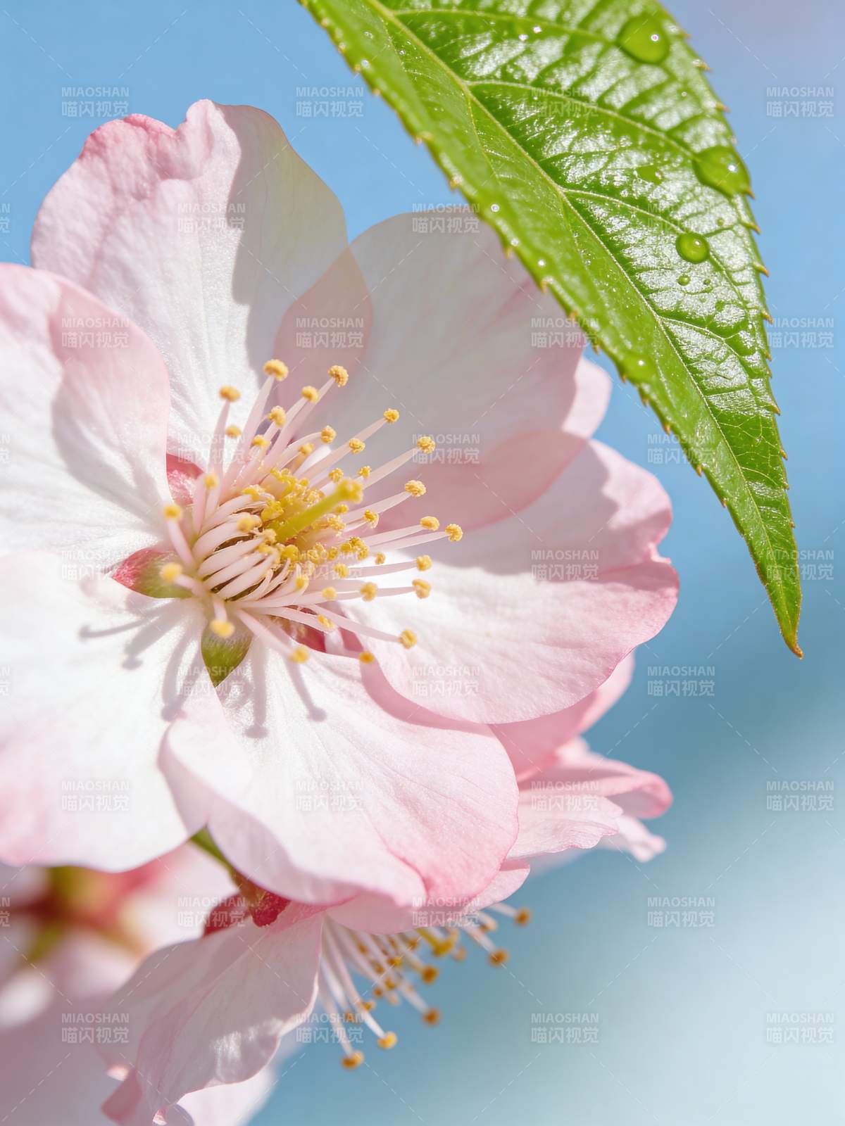 樱花绽放 春意盎然图片