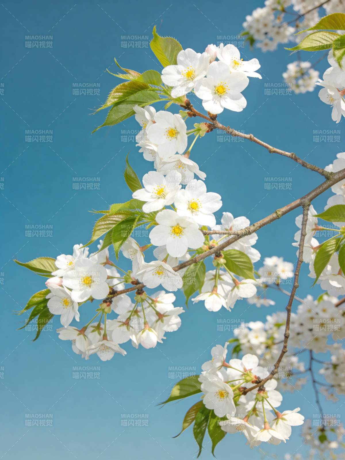 樱花绽放春日美图片