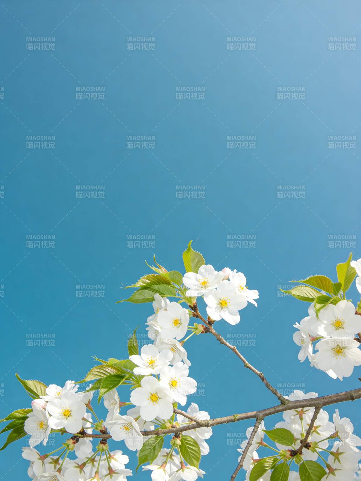 樱花绽放蓝天图片