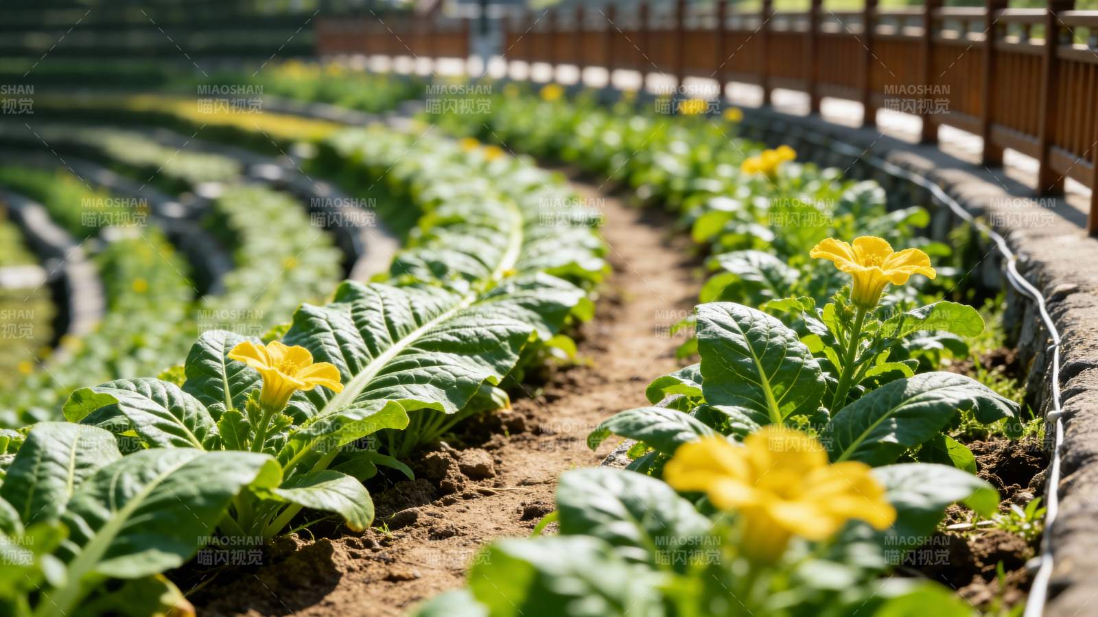 菜园花开生机盎然图片