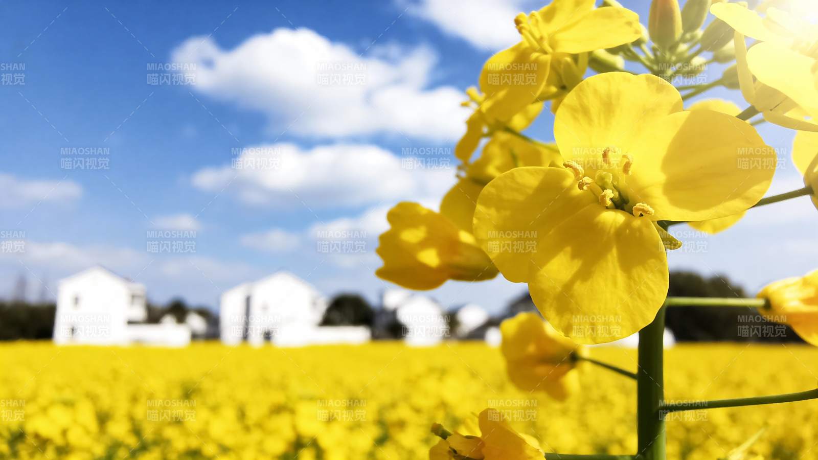 油菜花田与白墙房屋图片