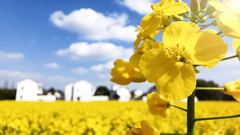 油菜花田与白墙房屋图片