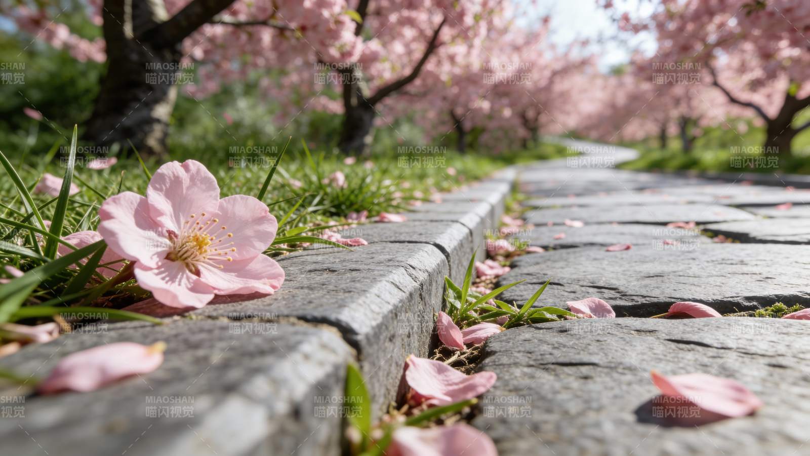 樱花落满小径图片