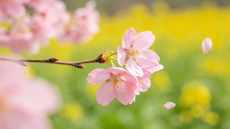 樱花绽放春意浓图片