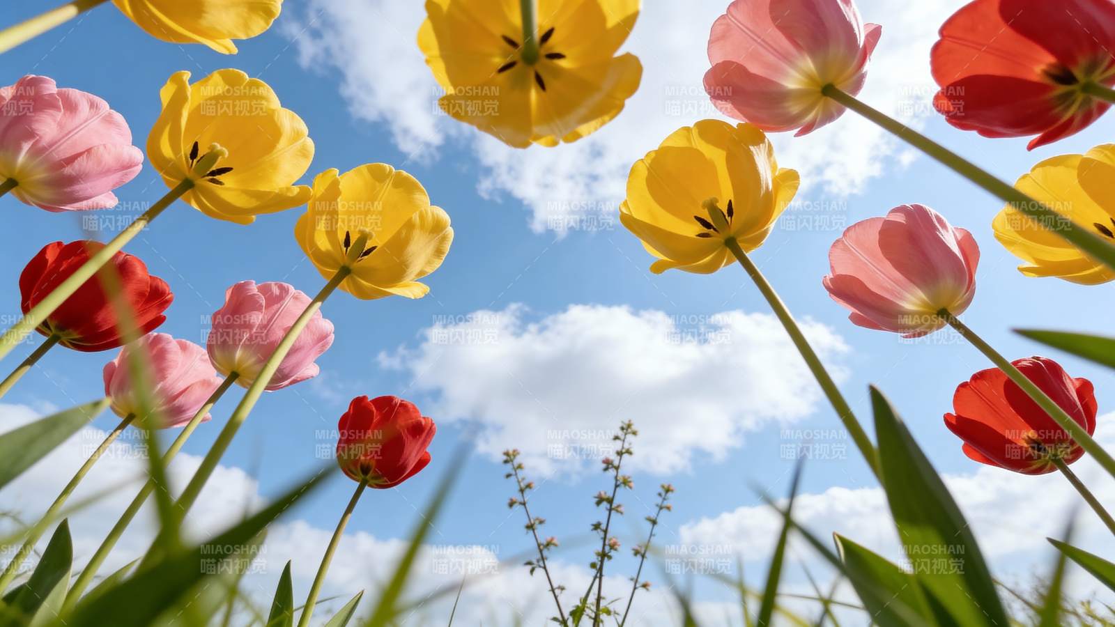 春日花海仰望图片