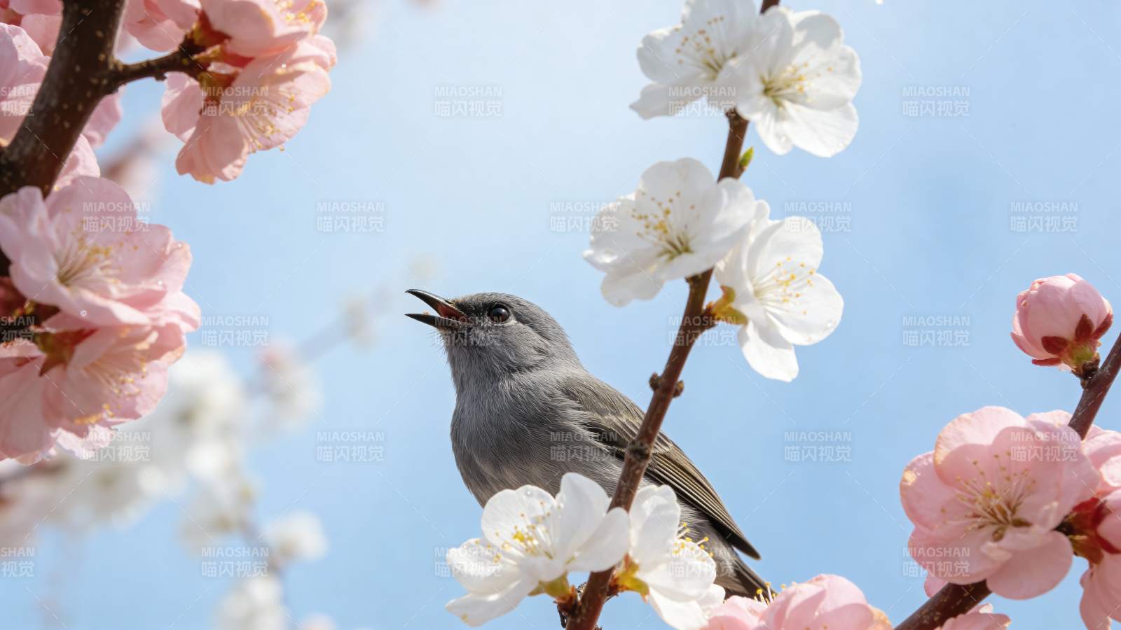 小鸟栖息花枝间图片