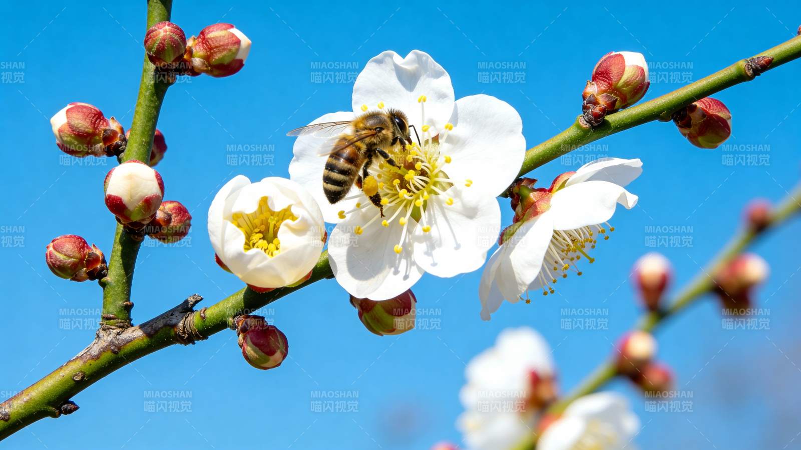 蜜蜂采梅花蜜图片