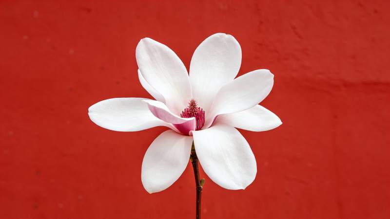 红底白玉兰绽放图片