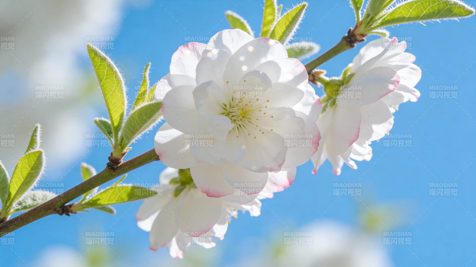 春日樱花绽放图片