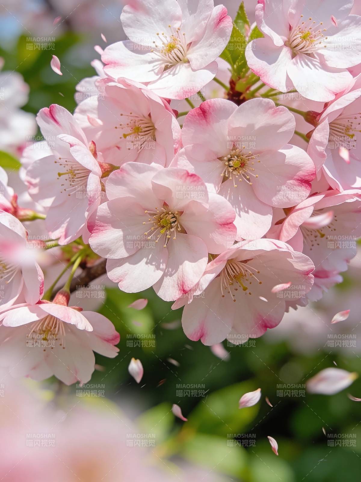 樱花绽放 春意盎然图片
