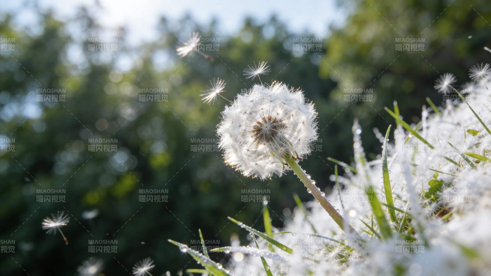 蒲公英飘飞图片