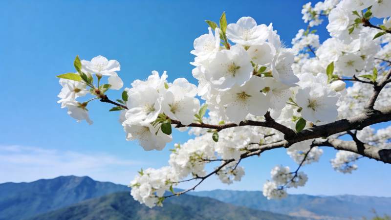 樱花绽放山间图片