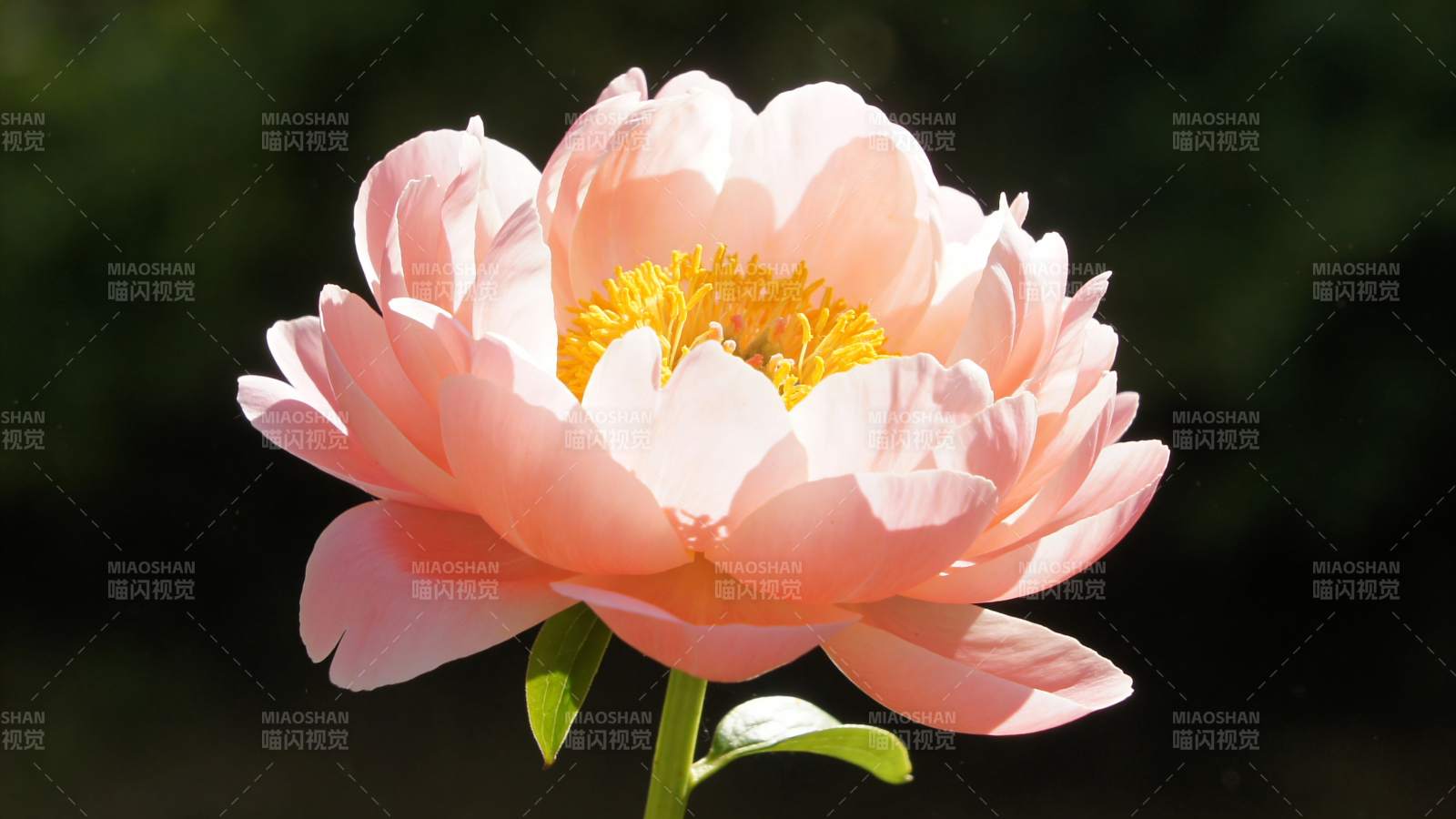 粉红牡丹花绽放图片