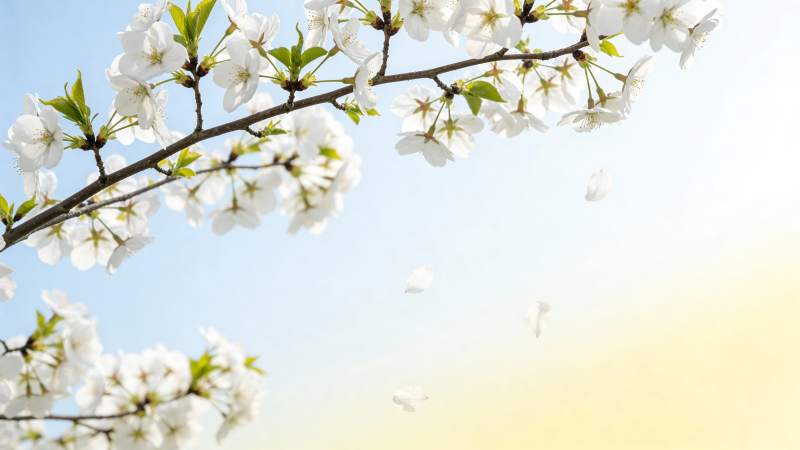 樱花绽放春光美图片