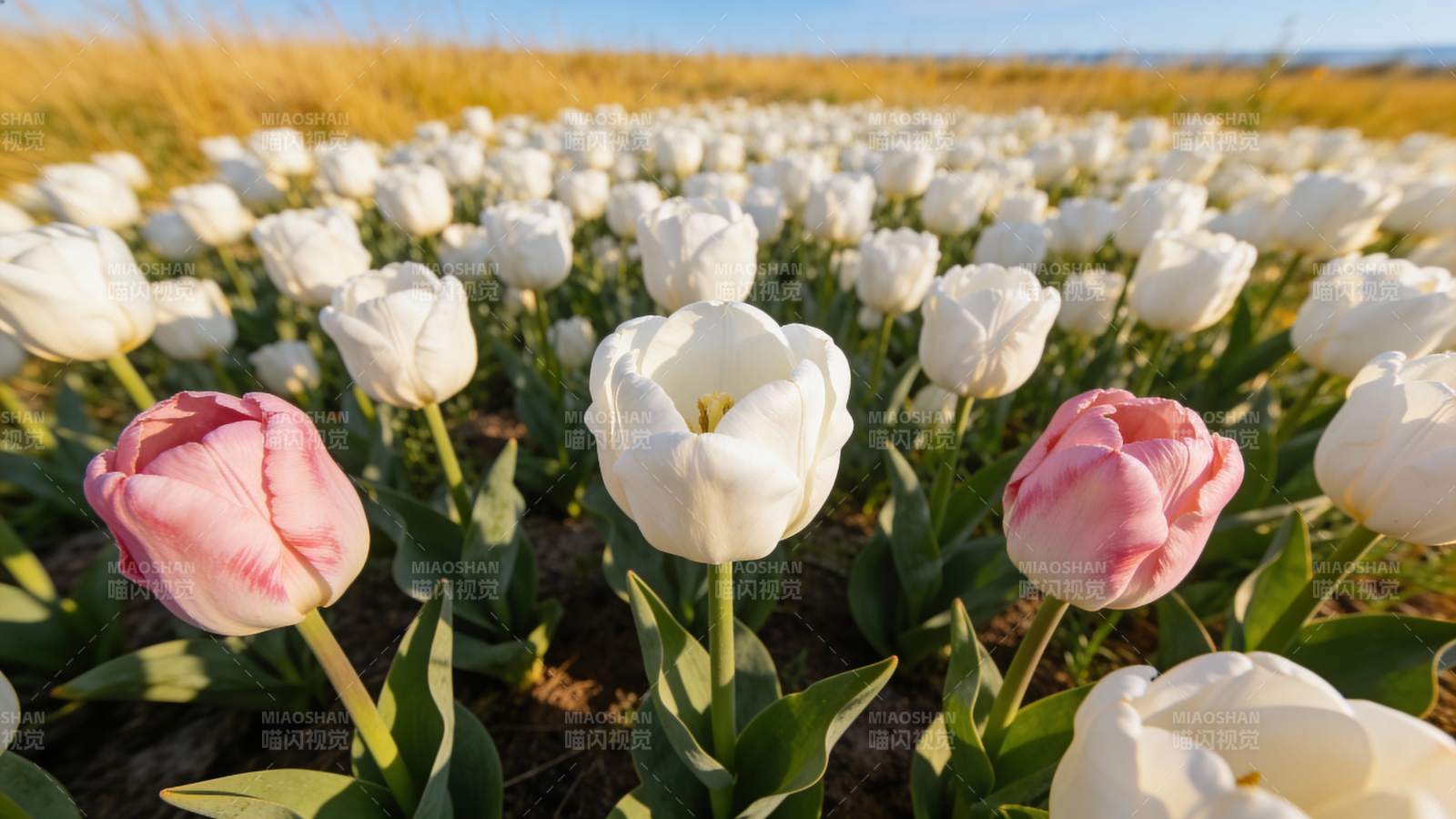 花海中的郁金香图片